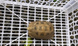 R&#249;a n&#250;i v&#224;ng qu&#253; hiếm bất ngờ đi lạc v&#224;o khu&#244;n vi&#234;n ch&#249;a