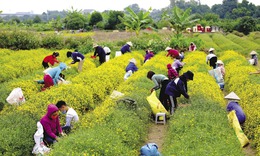 Hồi sinh tri thức thảo dược qua mô hình “làng dược liệu” vùng cao