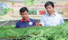 Cây 'thoát nghèo' cho đồng bào dân tộc thiểu số vẫn cần một 'cú hích'
