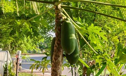 Những thực phẩm lợi sữa mẹ cần ghi nhớ