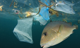 Quy tr&#236;nh gi&#225;m s&#225;t r&#225;c thải nhựa tr&#234;n b&#227;i biển của c&#225;c nh&#224; khoa học Việt Nam