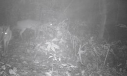 Ph&#225;t hiện lo&#224;i động vật &#39;tuyệt chủng&#39; v&#224; kho t&#224;ng 12 lo&#224;i thực vật mới