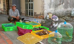 Người d&#226;n giao nộp 42 con chim, c&#242; hoang d&#227; để thả về tự nhi&#234;n