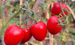 Loại quả trước chỉ vài nghìn đồng/kg, nay giá đắt đỏ ngang thịt khiến người mua hàng “choáng váng”