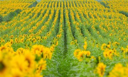 Cánh đồng hướng dương tại Nghệ An mở cửa đón khách tham quan từ 16/12/2025