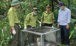 Vườn quốc gia Bạch Mã cứu hộ, tái thả về tự nhiên nhiều cá thể động vật quý hiếm