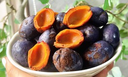 Thức quà dân dã của người nghèo xưa, nay có giá hàng trăm nghìn đồng mỗi cân