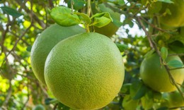 Ăn bưởi mỗi ngày có an toàn với người tăng huyết áp?