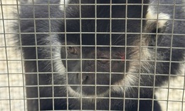 Đặt bẫy bắt linh trưởng quý hiếm thường kiếm ăn ở khu dân cư