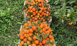 H&#224; Tĩnh nh&#226;n rộng m&#244; h&#236;nh sản xuất, gi&#250;p h&#224;ng ngh&#236;n hộ d&#226;n tho&#225;t ngh&#232;o bền vững