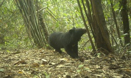 Động vật qu&#253; hiếm xuất hiện nhiều ở Chư Mom Ray cho thấy điều g&#236;?