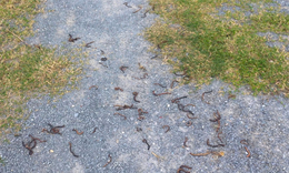 Cơ quan chức năng kết luận vụ giun bò lên mặt đất gần đèo Ngang