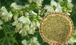 Bài thuốc từ hoa hòe chữa bệnh trĩ chảy máu