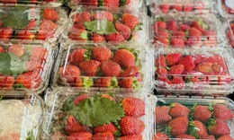 Dâu tây Mộc Châu đầu mùa giá đắt ngang trái cây nhập khẩu nhưng vẫn được người tiêu dùng không tiếc tiền mua