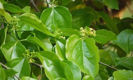 Hạt Mã tiền có tác dụng gì?