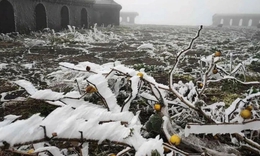 15 tỉnh, thành phố khu vực Bắc Bộ chủ động ứng phó với rét đậm, rét hại