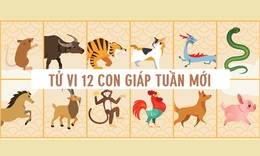 Tử vi tuần mới 12 con giáp từ 8- 14/12: Mùi tiến triển, Mão đón tin vui