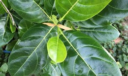 5 c&#225;ch d&#249;ng l&#225; m&#237;t chữa bệnh