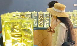 Chiêm ngưỡng những tiêu bản rắn biển quý hiếm ở Việt Nam