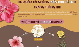 Du Xuân tháng Hai: Gợi ý một số địa điểm ngắm hoa
