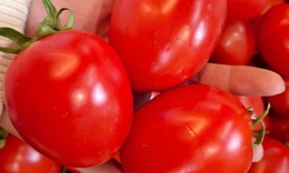 Cà chua giá siêu rẻ chỉ 2.000 đồng/kg: Cách bảo quản để dùng được lâu dài