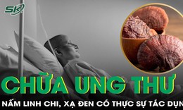 Thực hư th&#244;ng tin nấm linh chi, xạ đen c&#243; t&#225;c dụng chữa ung thư