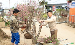 Sau Tết, người d&#226;n Nhật T&#226;n lại hối hả tỉa c&#224;nh, chăm s&#243;c đ&#224;o