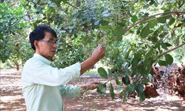 Giá điều tăng nhưng năng suất giảm