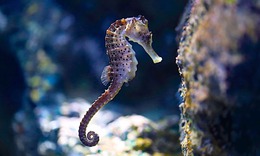 Bài thuốc từ cá ngựa bổ dưỡng, tăng cường sức khỏe