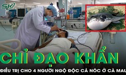 Bộ Y tế yêu cầu khẩn trương cứu chữa 4 ca ngộ độc cá nóc nguy kịch