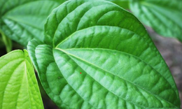 5 lợi ích của lá trầu không