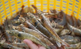 Gói tín dụng nông, lâm thủy sản có quy mô 100.000 tỷ đồng