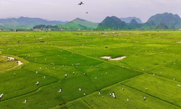 Đàn cò quý hiếm trong Sách Đỏ xuất hiện tại vùng đệm Vườn Quốc gia Phong Nha – Kẻ Bàng