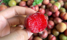 Nguồn cung khan hiếm, giá mận hậu đắt nhưng vẫn 'hút' khách