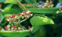 Dung dịch xịt hỗ trợ ngăn ngừa bệnh răng miệng hiệu quả
