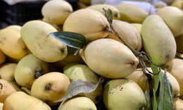 Xoài vào mùa giảm giá sâu, bán tràn ngập thị trường chỉ hơn chục nghìn đồng/kg