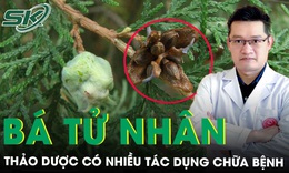 Bá tử nhân - vị thuốc quý nhiều tác dụng chữa bệnh