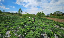 eHerbal và 'hành trình xanh' tại Mộc Châu: Từ dược liệu sạch đến sinh kế bền vững