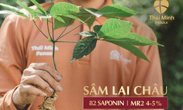 Hồng sâm đầu tiên từ sâm Việt: Cánh cửa mới cho dược liệu quốc gia và sinh kế vùng cao