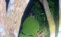 Bé 9 tuổi ngủ quên trên ngọn cây xoài