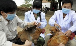 Dịch bệnh trên gia súc, gia cầm tăng mạnh, Thủ tướng chỉ đạo tăng cường phòng, chống