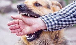 5 người bị chó nghi mắc bệnh dại cắn