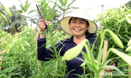 Người d&#226;n T&#226;y Tựu phấn khởi thu hoạch hoa loa k&#232;n đầu vụ