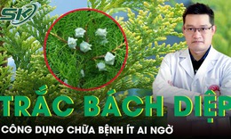 Trắc bách diệp, loài cây cảnh quen thuộc có công dụng chữa bệnh ít ai ngờ