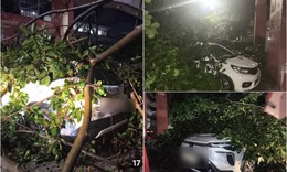 Mưa dông quật đổ cổng chào vào Khu di tích Lam Kinh