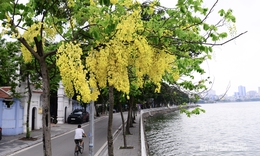 Hoa muồng nở rộ, Hồ Tây ánh vàng rực rỡ