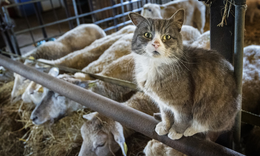 Nh&#224; virus học Nga cảnh b&#225;o nguy cơ về đại dịch &#39;c&#250;m m&#232;o&#39; đột biến từ H5N1