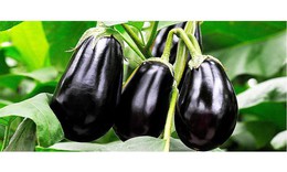 Cà tím chữa bệnh gì?