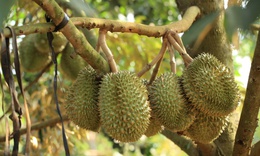 Sầu riêng chữa bệnh gì?