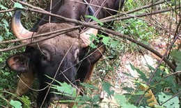 Một nhân viên bảo vệ rừng bị bò tót húc tử vong